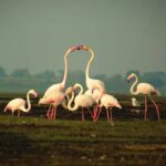 flamingos at Bhigwan